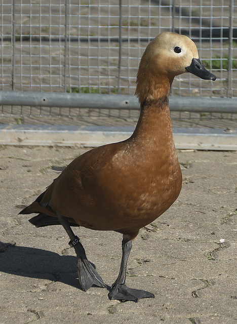 台阶