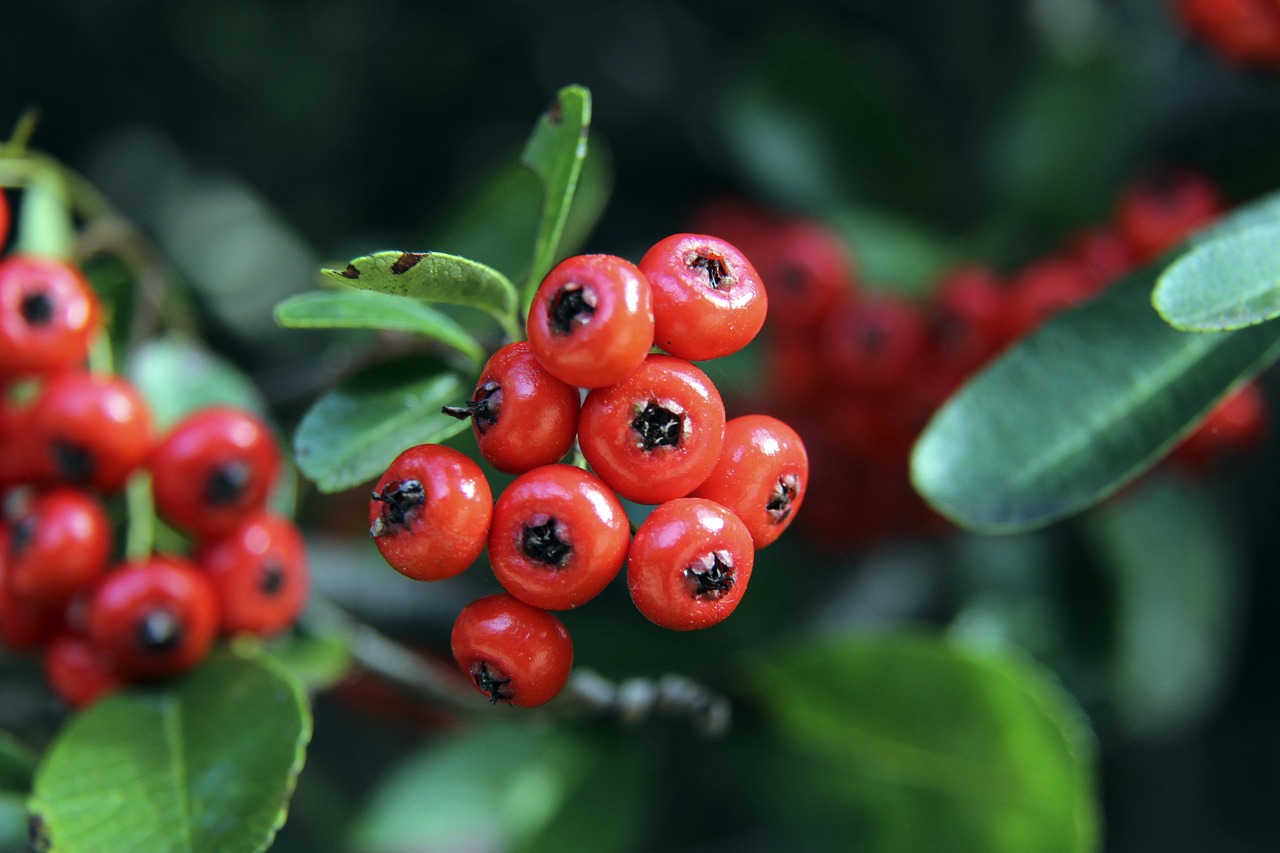 而范弗里特